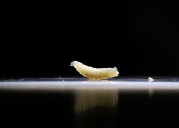 আমেৰিকাত পোৱা গৈছে ‘স্ক্ৰুৱৰ্ম’ ভাইৰাছ, মেৰিলেণ্ডত প্ৰথম ৰোগী, জানেনে ই কিমান গুৰুতৰ?