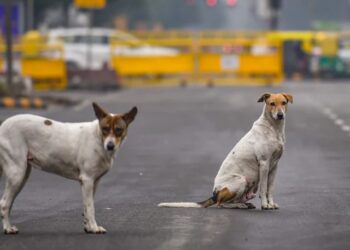 বাটৰুৱা কুকুৰক লৈ ডাঙৰ নিৰ্দেশনা; দুবাৰ কামুৰিলে হ’ব যাৱজ্জীৱন কাৰাদণ্ড