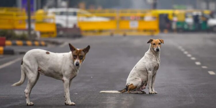 বাটৰুৱা কুকুৰক লৈ ডাঙৰ নিৰ্দেশনা; দুবাৰ কামুৰিলে হ’ব যাৱজ্জীৱন কাৰাদণ্ড
