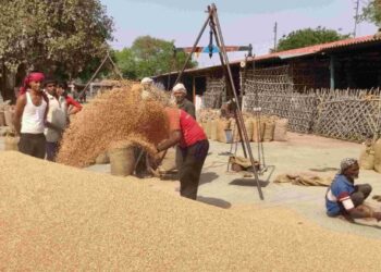 কৃষকসকলৰ বাবে এক ভাল খবৰ, ১০০ লাখ টনলৈ বৃদ্ধি ঘেঁহু ক্ৰয়ৰ লক্ষ্য